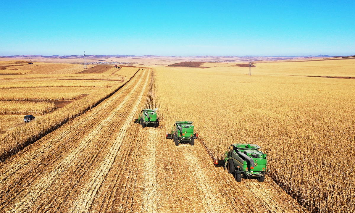 Large machines harvest corn in Hulun Buir City, North China's Inner Mongolia Auton¬omous Region, on November 3, 2021 during the autumn harvest. As of October 28, more than 80 percent of the autumn grain had been harvested, ensuring a bumper year. Photo: cnsphoto
