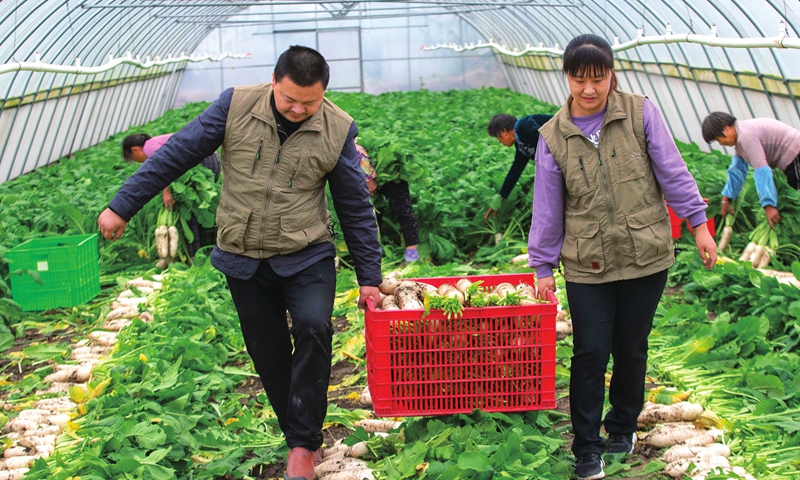 Villagers carry a plastic crate of vegetables in a greenhouse in Huzhuang town in Taizhou, East China's Jiangsu Province on November 7, 2021. Farmers in Taizhou have been busy harvesting their crops to prevent damage from a sudden cold wave, thus ensuring market supplies. Photo: cnsphoto