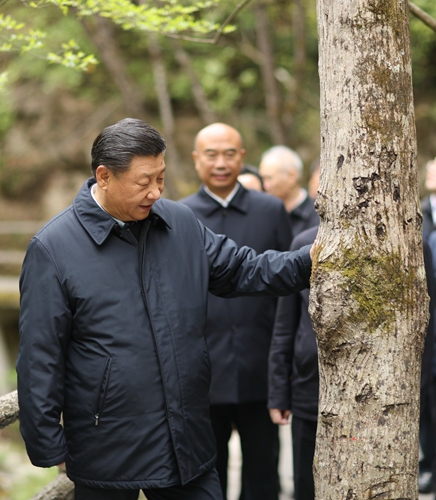Xi Jinping learns about ecological conservation of the Qinling Mountains at Niubeiliang National Nature Reserve, northwest China's Shaanxi Province, April 20, 2020.Photo:Xinhua