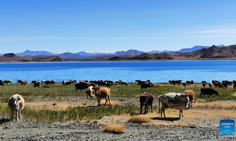 This picture shows the charming view of Yamdrok Lake as winter creeps in. The Yamdrok Lake, which nestles in Nagarze County of Shannan City, southwest China's Tibet Autonomous Region, is one of the three holy lakes in the region. Yamdrok means jade in Tibetan, which vividly depicts the limpidity and the fine blue color of the water.(Photo: Xinhua)