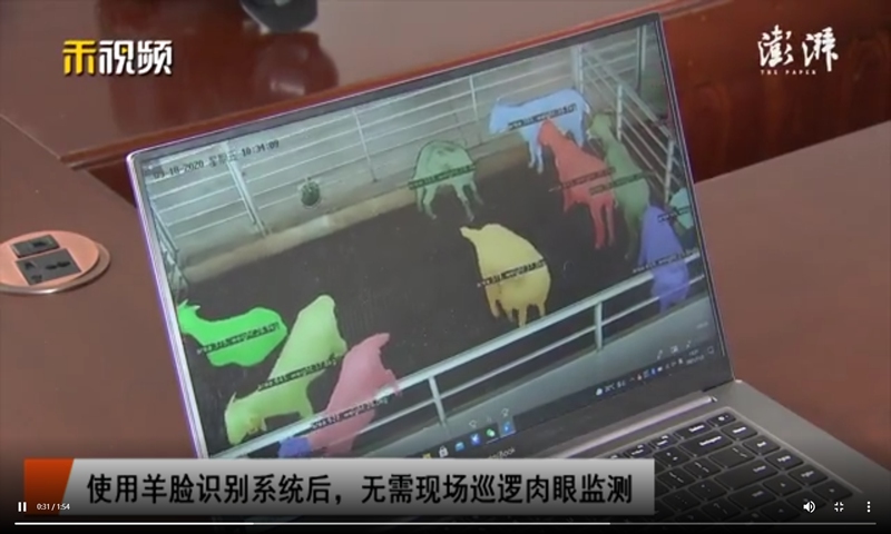An ecological goat farm in Shanghai is developing a facial recognition system specific for goats to improve work efficiency and quality of livestock. Photo: screenshot of a video posted by The Paper.
