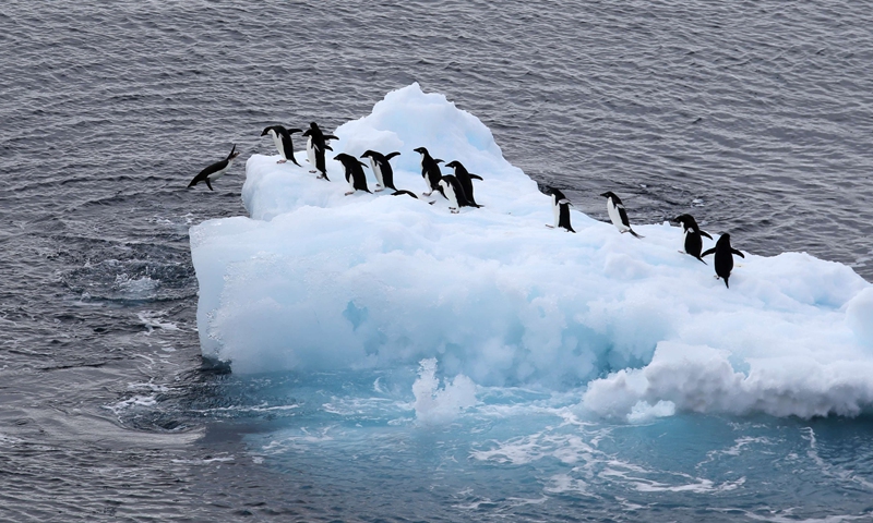 Penguins are seen on an iceberg in Antarctica, Feb. 15, 2019. Photo:Xinhua
