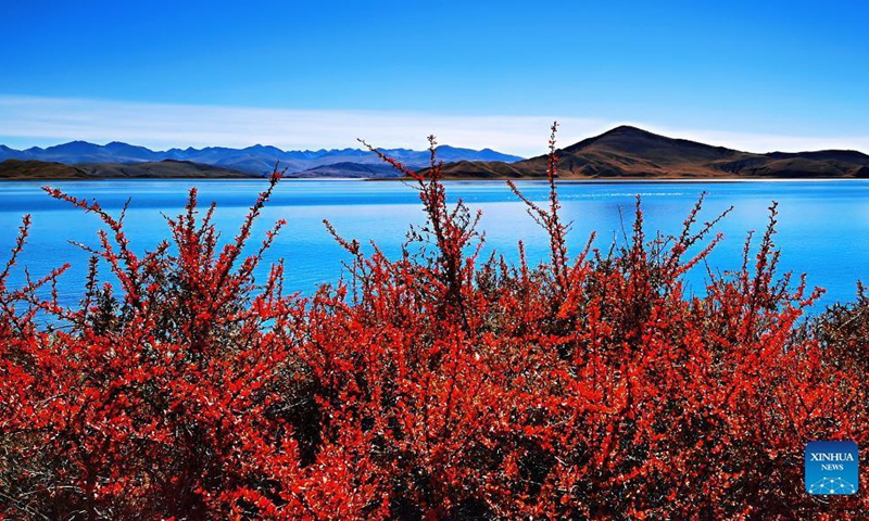 This picture shows the charming view of Yamdrok Lake as winter creeps in. The Yamdrok Lake, which nestles in Nagarze County of Shannan City, southwest China's Tibet Autonomous Region, is one of the three holy lakes in the region. Yamdrok means jade in Tibetan, which vividly depicts the limpidity and the fine blue color of the water.(Photo: Xinhua)