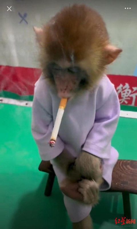 Baby monkey 'smoker' draws widespread controversy over animal abuse -  Global Times