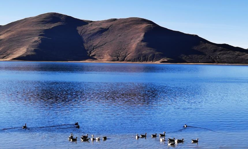 This picture shows the charming view of Yamdrok Lake as winter creeps in. The Yamdrok Lake, which nestles in Nagarze County of Shannan City, southwest China's Tibet Autonomous Region, is one of the three holy lakes in the region. Yamdrok means jade in Tibetan, which vividly depicts the limpidity and the fine blue color of the water.(Photo: Xinhua)