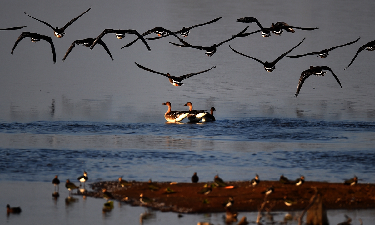 White swans, dalmatian pelicans, white spoonbills, hen harriers and more than 30 kinds of national protected birds winter peacefully in Fuhe Wetlands in Wuhan, Central China's Hubei Province. Photo: IC