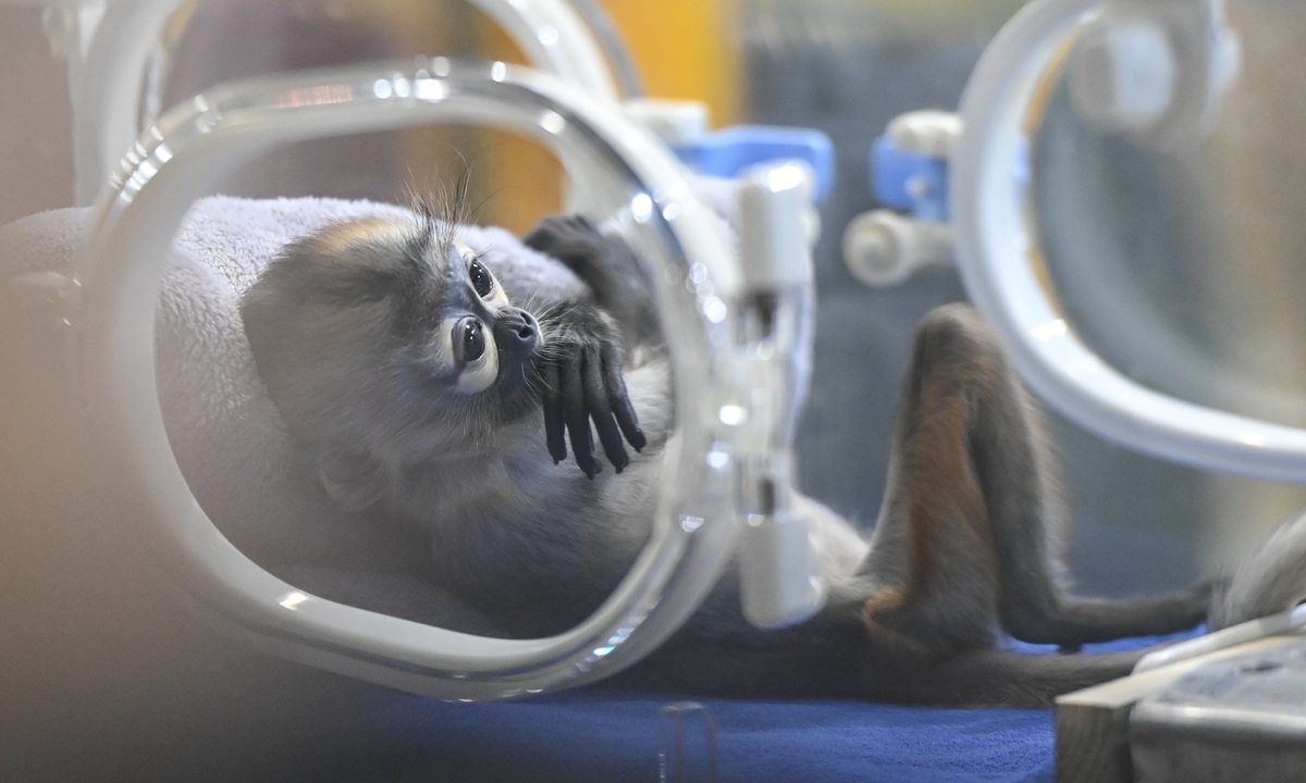 Baby langur meets public