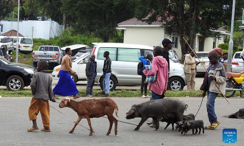 Refugees walk with their livestock at Bunagana in Kisoro, southwestern Uganda, Nov. 8, 2021. Over 5,000 refugees from the Democratic Republic of Congo (DRC) have crossed to neighboring Uganda through the southwestern district of Kisoro after fresh fighting erupted at home.(Photo: Xinhua)