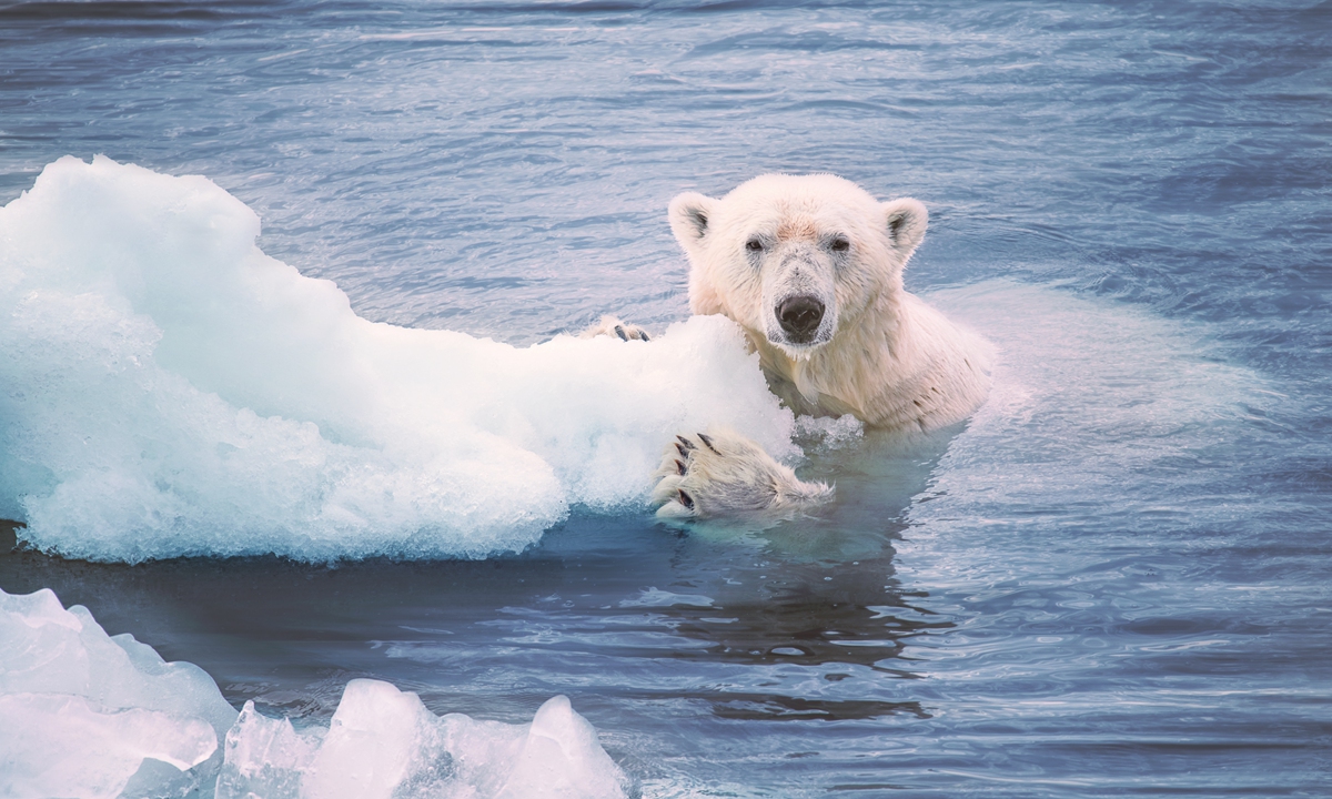 A polar bear Photo: AFP