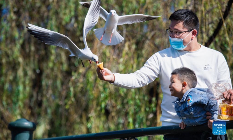 A citizen feeds black-headed gulls at Cuihu Park in Kunming, southwest China's Yunnan Province, Nov. 11, 2021. Every year black-headed gulls flew to Kunming for warmer weather in winter. (Xinhua/Wang Guansen)