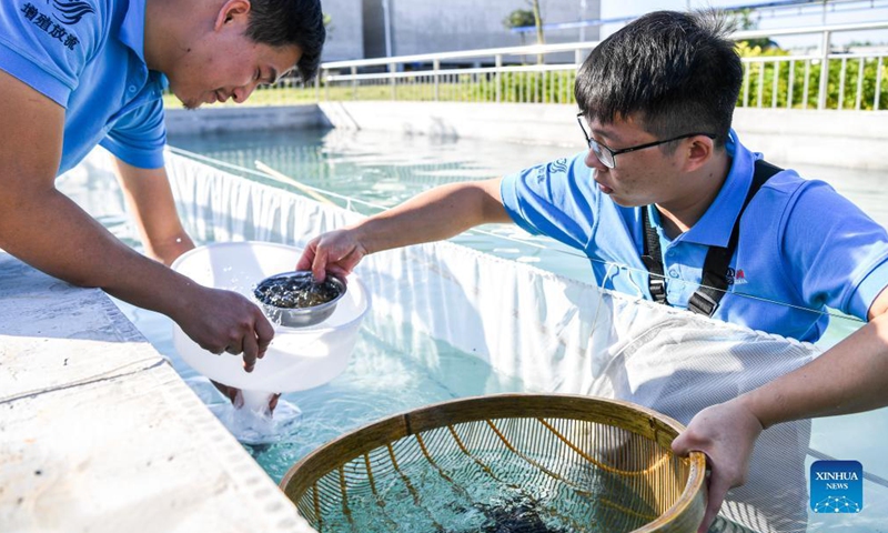 Staff members prepare fry for releasing at a fish breeding station in Laibin City, south China's Guangxi Zhuang Autonomous Region, Nov. 11, 2021. About 1.01 million fish fry were released on Nov. 11 and 12. Fish proliferation and release at the Dateng Gorge water conservancy project, a key project of the Pearl River basin, can effectively supplement the fish population, maintain aquatic biodiversity and improve the ecological environment in the basin.Photo:Xinhua
