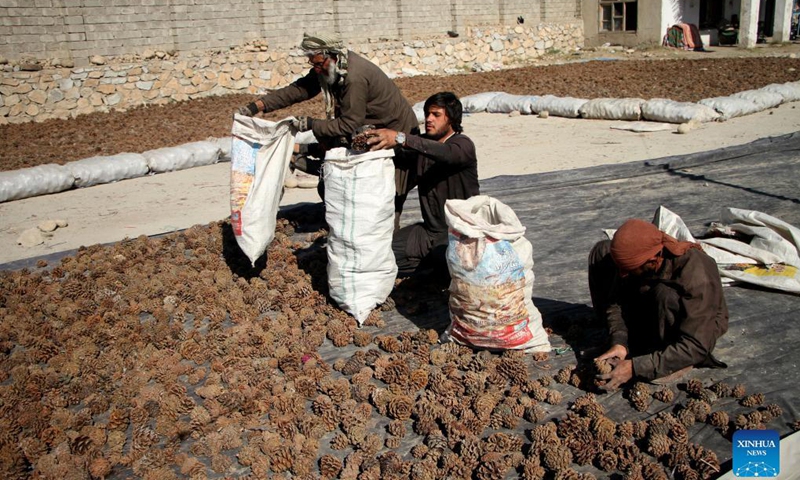 Afghan farmers pack pine nuts in Mehtarlam, capital of Laghman province, Afghanistan, Nov. 12, 2021. Photo: Xinhua