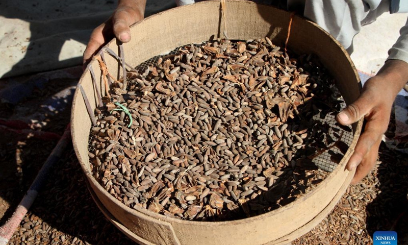 Photo taken on Nov. 12, 2021 shows harvested pine nuts in Mehtarlam, capital of Laghman province, Afghanistan. Photo: Xinhua