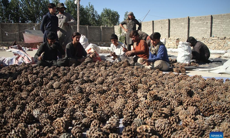 Afghan farmers harvest pine nuts in Mehtarlam, capital of Laghman province, Afghanistan, Nov. 12, 2021. Photo: Xinhua