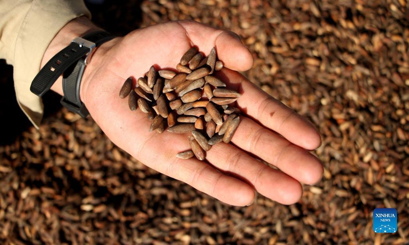 Photo taken on Nov. 12, 2021 shows harvested pine nuts in Mehtarlam, capital of Laghman province, Afghanistan. Photo: Xinhua