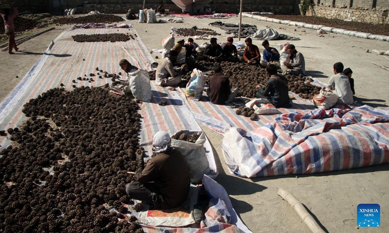 Afghan farmers harvest pine nuts in Mehtarlam, capital of Laghman province, Afghanistan, Nov. 12, 2021. Photo: Xinhua