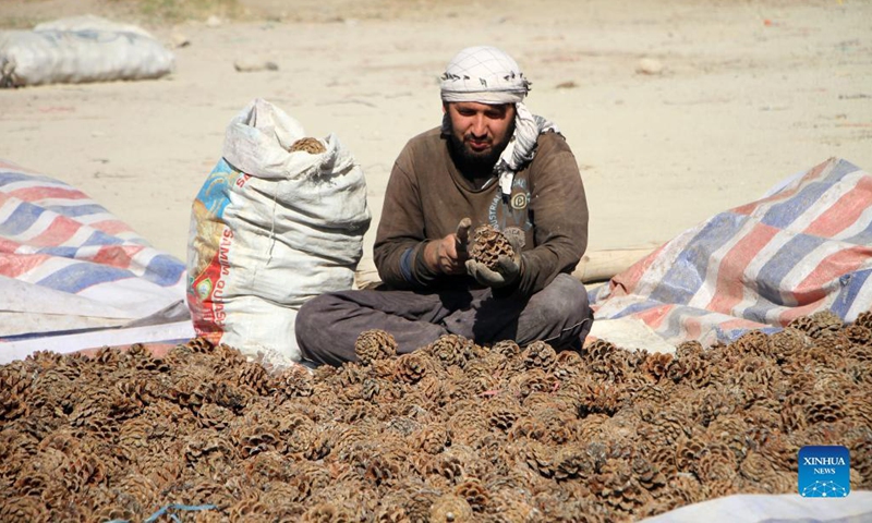 A Afghan farmer harvests pine nuts in Mehtarlam, capital of Laghman province, Afghanistan, Nov. 12, 2021. Photo: Xinhua