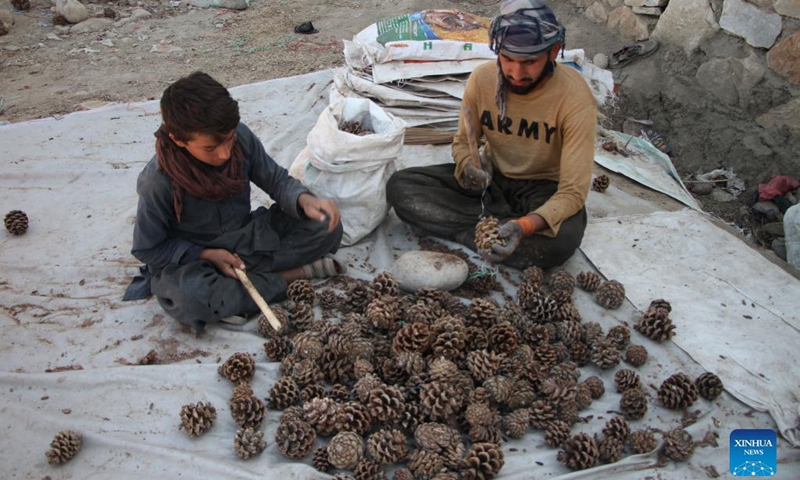 Afghan farmers harvest pine nuts in Mehtarlam, capital of Laghman province, Afghanistan, Nov. 12, 2021. Photo: Xinhua