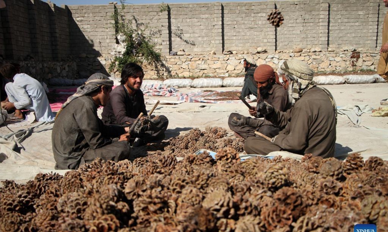 Afghan farmers harvest pine nuts in Mehtarlam, capital of Laghman province, Afghanistan, Nov. 12, 2021. Photo: Xinhua