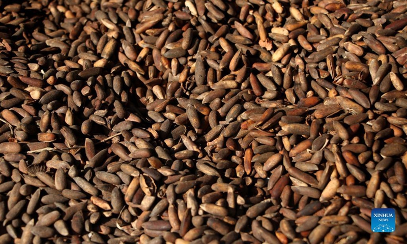 Photo taken on Nov. 12, 2021 shows harvested pine nuts in Mehtarlam, capital of Laghman province, Afghanistan. Photo: Xinhua