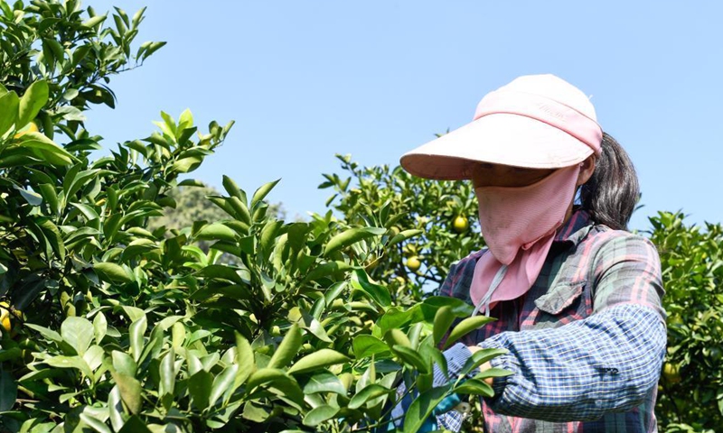 Farmers are busy harvesting green oranges in Qiongzhong Li and Miao Autonomous County, south China's Hainan Province.Photo:Xinhua
