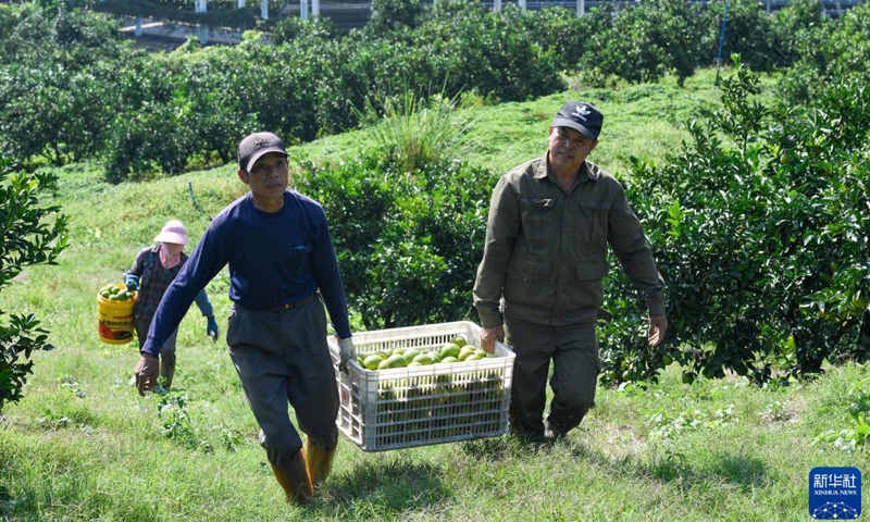 Farmers are busy harvesting green oranges in Qiongzhong Li and Miao Autonomous County, south China's Hainan Province.Photo:Xinhua