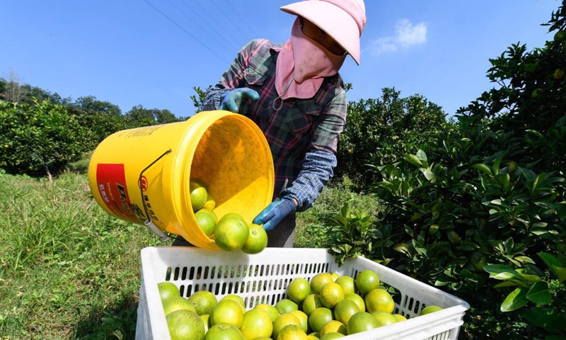 Farmers are busy harvesting green oranges in Qiongzhong Li and Miao Autonomous County, south China's Hainan Province.Photo:Xinhua