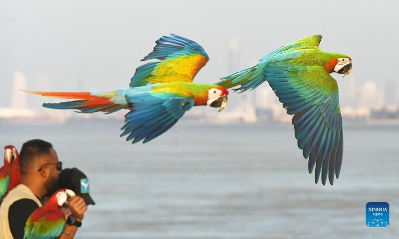 A man trains parrots during a training show in Capital Governorate, Kuwait, Nov. 15, 2021.Photo: Xinhua