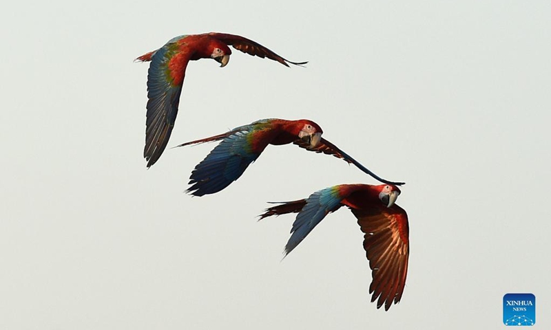 Parrots are seen during a training show in Capital Governorate, Kuwait, Nov. 15, 2021.Photo: Xinhua