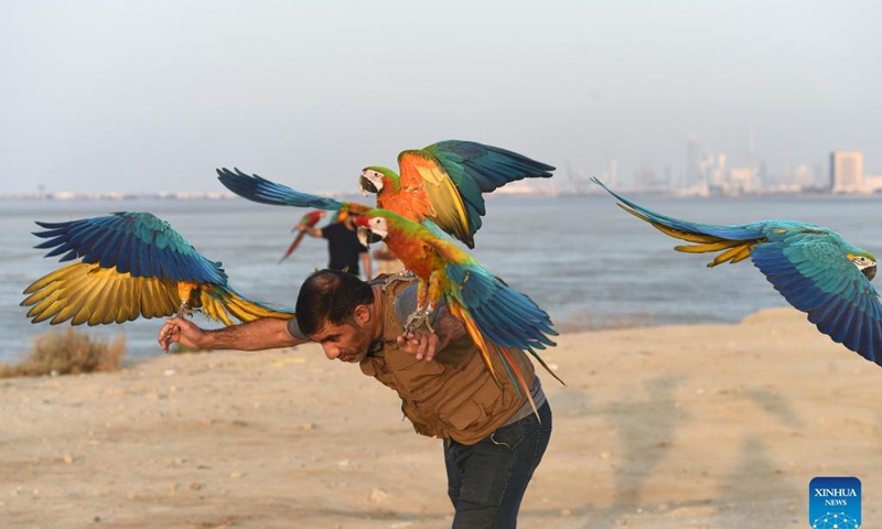 A man trains parrots during a training show in Capital Governorate, Kuwait, Nov. 15, 2021.Photo: Xinhua