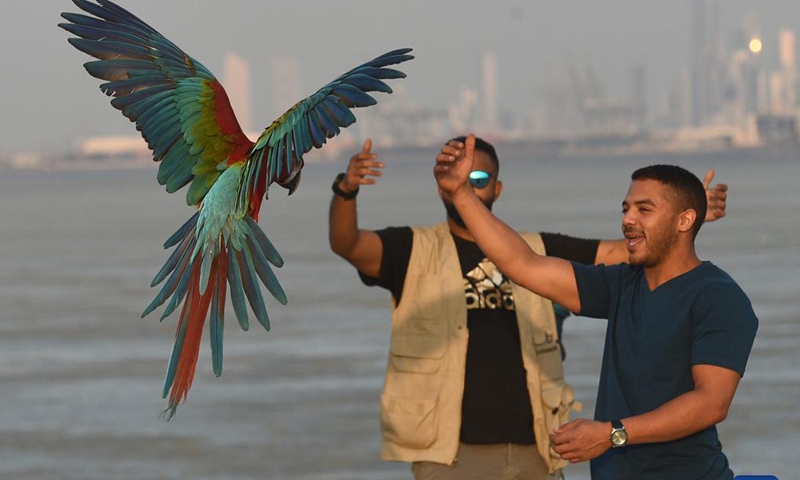 Bird lovers train a parrot during a training show in Capital Governorate, Kuwait, Nov. 15, 2021. Photo: Xinhua