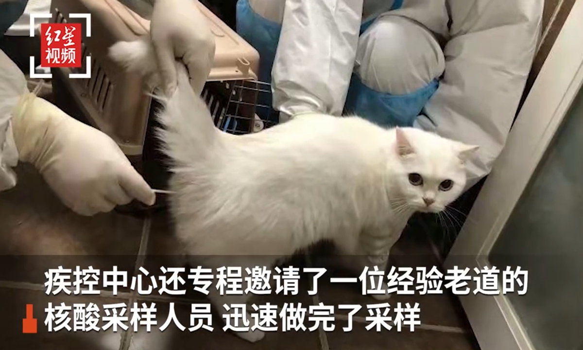 Medical workers in Chengdu, Southwest China's Sichuan Province, brought cans and snacks to a quarantined apartment along with medical toolkit to test the cat for possible COVID-19 infection. Photo: screenshot of Red Star News on Sina Weibo. 