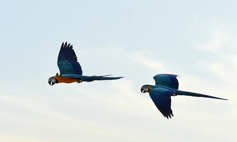 Parrots are seen during a training show in Capital Governorate, Kuwait, Nov. 15, 2021. Photo: Xinhua