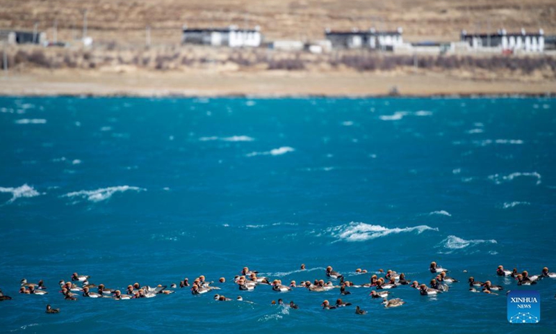 Photo taken on Nov. 16, 2021 shows birds swimming on the Yamzbog Yumco Lake in Shannan, southwest China's Tibet Autonomous Region. (Xinhua/Sun Fei)