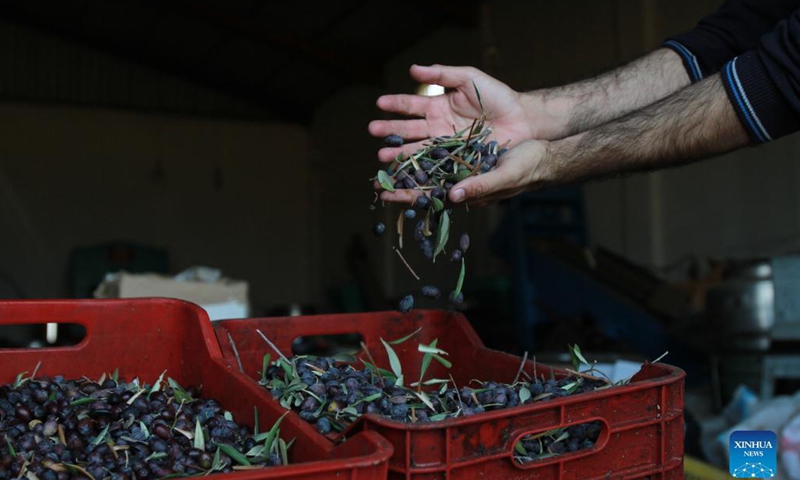 An olive farmer separates olive leaves from kernels in preparation for extracting olive oil in Koura, north Lebanon, on Nov. 16, 2021. (Photo by Khaled/Xinhua)