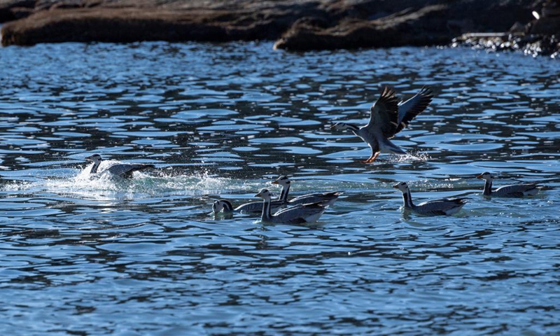 Bar-headed geese fly over the Yamzbog Yumco Lake in Shannan, southwest China's Tibet Autonomous Region, Nov. 16, 2021. (Xinhua/Sun Fei)