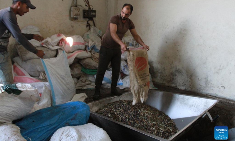 Workers prepare to wash olive kernels before extracting olive oil in Koura, north Lebanon, on Nov. 16, 2021. (Photo by Khaled/Xinhua)