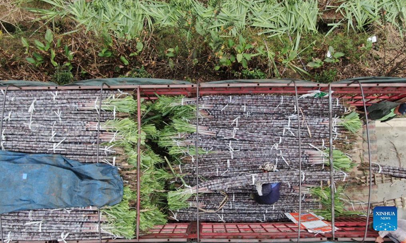 Aerial photo shows a farmer carrying sugar canes onto a truck in Xinsheng Village of Wengyuan County, Shaoguan City, south China's Guangdong Province, Nov. 17, 2021. Photo: Xinhua