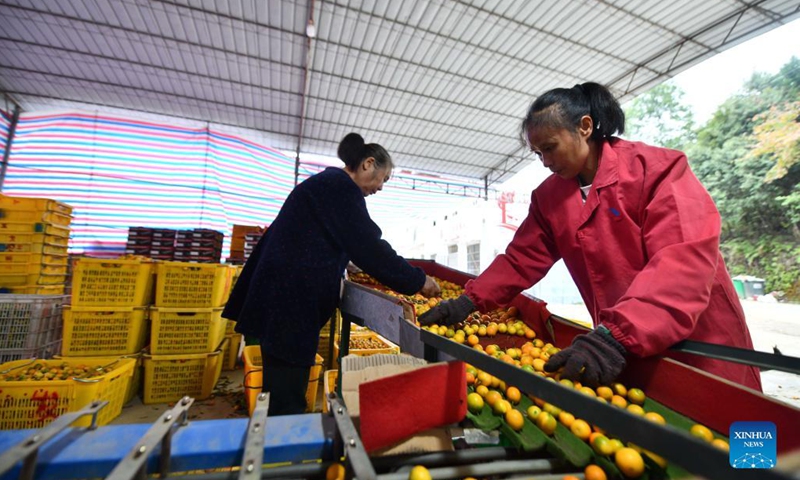 Villagers sort kumquat fruits in Banmao Village of Dajiang Town in Rongan County, south China's Guangxi Zhuang Autonomous Region, Nov. 19, 2021. Over 200,000 mu (about 13,333 hectares) of kumquat trees have recently entered harvest season in Rongan County. Over the last few years, authorities have promoted the kumquat planting business, which has become a pillar industry in increasing the income of local farmers. (Xinhua/Huang Xiaobang)
