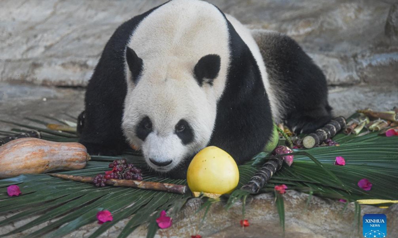 Giant panda Shunshun relishes food at Hainan Tropical Wildlife Park and Botanical Garden in Haikou, south China's Hainan Province, Nov. 21, 2021. The park on Sunday held celebrations for two giant pandas inhabiting the island province for three years. (Xinhua)