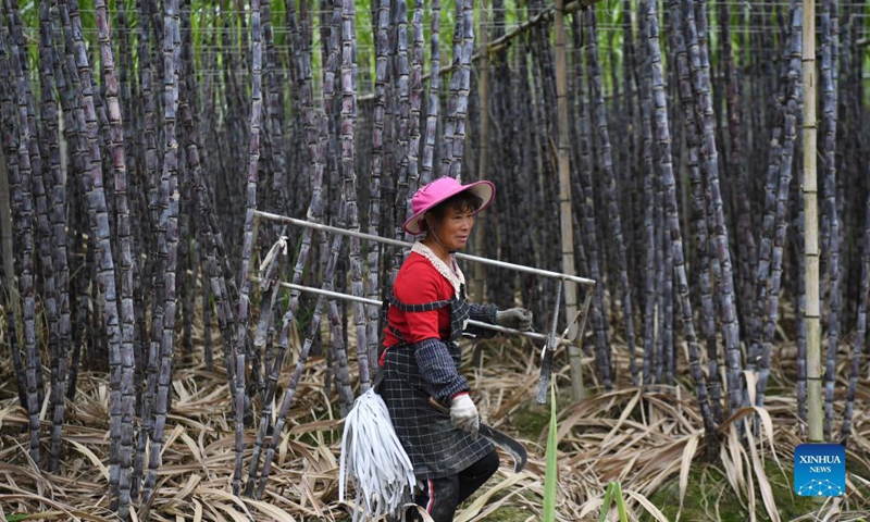 A farmer harvests sugar canes in Xinsheng Village of Wengyuan County, Shaoguan City, south China's Guangdong Province, Nov. 17, 2021. Photo: Xinhua