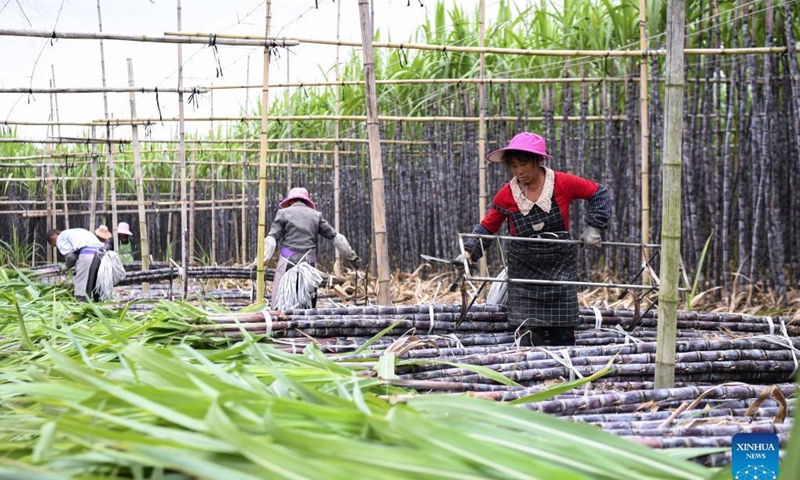 Farmers harvest sugar canes in Xinsheng Village of Wengyuan County, Shaoguan City, south China's Guangdong Province, Nov. 17, 2021. Photo: Xinhua