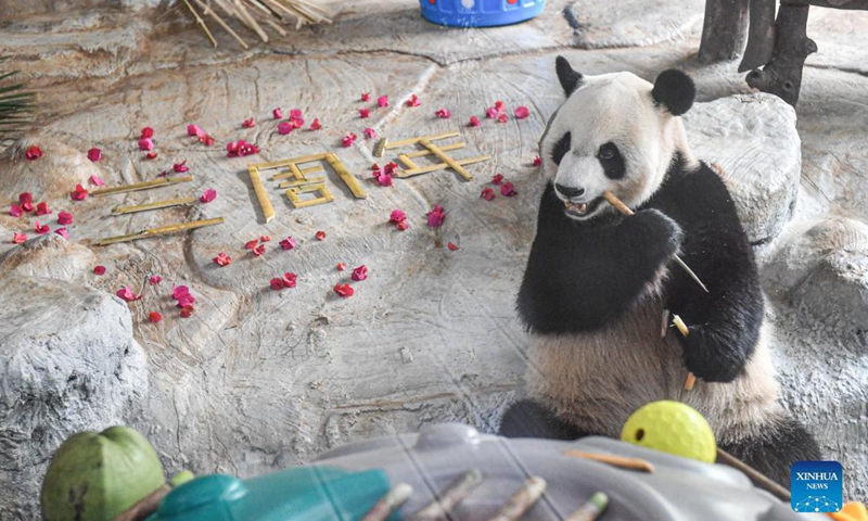 Giant panda Shunshun relishes food at Hainan Tropical Wildlife Park and Botanical Garden in Haikou, south China's Hainan Province, Nov. 21, 2021. The park on Sunday held celebrations for two giant pandas inhabiting the island province for three years..(Xinhua)