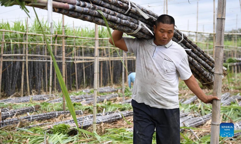 A farmer harvests sugar canes in Xinsheng Village of Wengyuan County, Shaoguan City, south China's Guangdong Province, Nov. 17, 2021. Photo: Xinhua