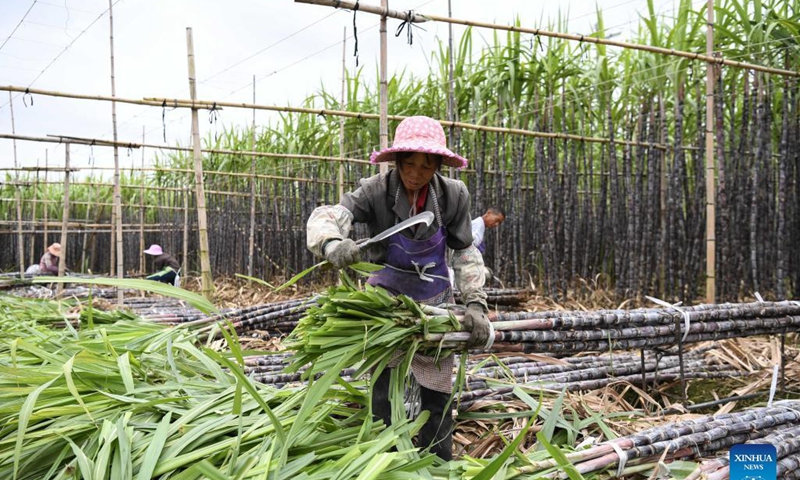 Farmers harvest sugar canes in Xinsheng Village of Wengyuan County, Shaoguan City, south China's Guangdong Province, Nov. 17, 2021. Photo: Xinhua
