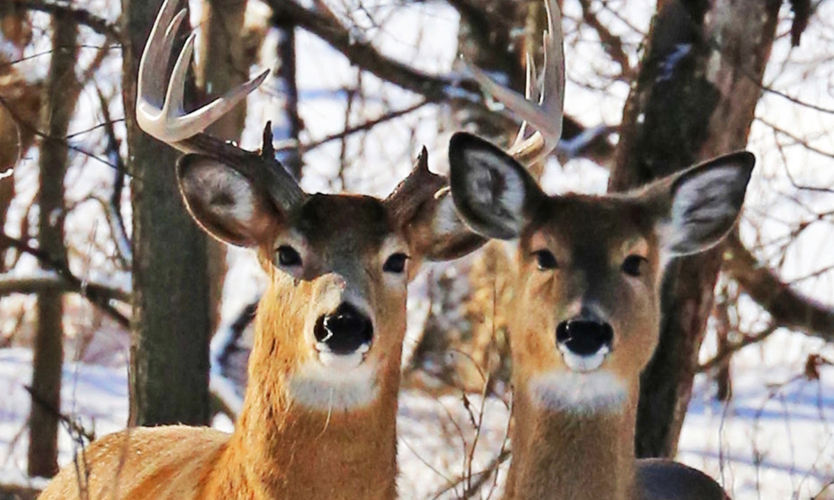 White-tailed deer Photo: VCG