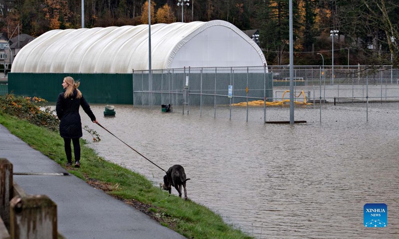 A woman walks a dog along a flooded baseball diamond in Abbotsford, Canada, Nov. 18, 2021. Incessant rainfall in the British Columbia brought floods to Abbotsford and the Fraser Valley that resulted in the provincial premier declaring a state of emergency. (Photo by Andrew Soong/Xinhua)