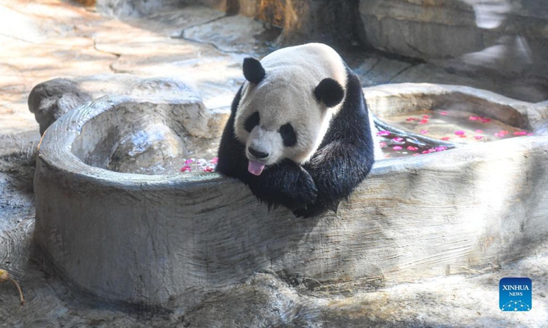 Giant panda Shunshun bathes at Hainan Tropical Wildlife Park and Botanical Garden in Haikou, south China's Hainan Province, Nov. 21, 2021. The park on Sunday held celebrations for two giant pandas inhabiting the island province for three years.(Xinhua)
