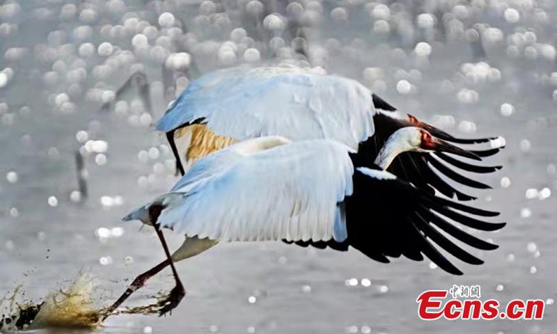 This file photo shows Siberian white cranes, which are under first-class state protection in China.Photo:China News Service