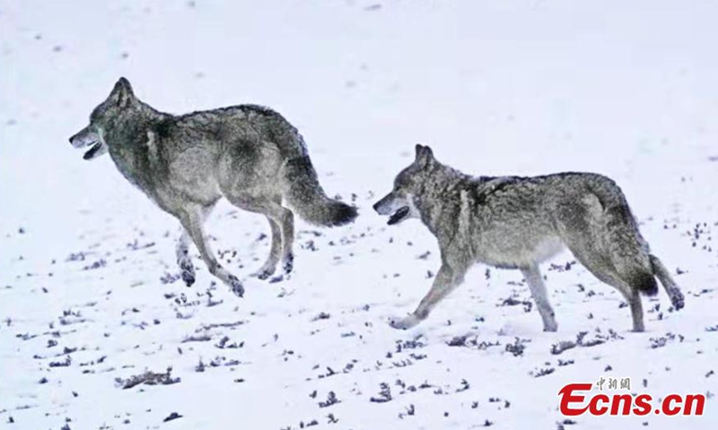 This file photo shows wolves running in the snow.Photo:China News Service